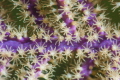 Gorgonian polyps with Nikon 105 mm and SubSea 5X. 