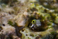 Secretary Blenny 