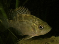 Juvenile Rock Bass, Niagara River night Dive 