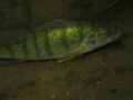 Perch sp. Niagara River Night Dive 