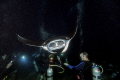 Divers enjoying the night manta dive in Kona Hawaii. 