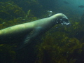 Blowing Bubbles. Sea Lion off of Catalina. DX-2G. 