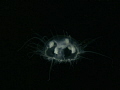 A species of 'Freshwater Jellyfish', although not a true jellyfish these are very interesting to observe in freshwater. 