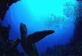 Sea Turtle 