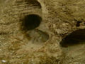 Goby Cavern-Beneath the Swing Bridge Piers, in the clay bank, Gobies have created a small network of cave-like dwellings. 