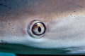 Up close with a shark.  Very happy with the details in the skin. 