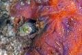Secretary blenny.  Nikon 105 mm and SubSEa 5X diopter. 