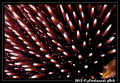 Pattern of Sea urchin 