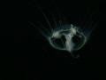 Freshwater 'Jellyfish' 