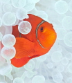 Tomato Clownfish in White anemone. 