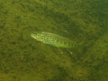 Brown trout in a California river 