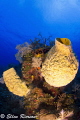 Tok 10-17, Canon T2i @ Lost Wall of East End, Grand Cayman 