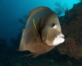 This French Angelfish was very curious about what I was doing and swam with me for quite a while. 