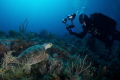 Face off between a photographer and a turtle. 