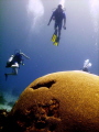 Humongous brain coral at Tobago. Due to strong currents (sometimes as fast as 2 knots) it is virtually impossible to wait for that perfect shot where all the divers line up. Rather pleased with the 