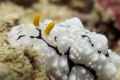 Phyllidia-Elegans a close up of the rhinophores of a wart slug 