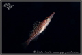 Long Nose Hawk Fish swimming 