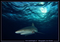 Reef shark Tiger Beach.... :O)...
 