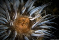 Sea Anemone/ Netherlands. 