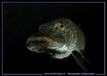 Pike attitude II... :O)... 