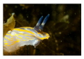 Nudibranche 