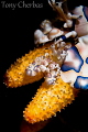 Juvenile Harlequin Shrimp catches a ride on a juvenile sea star as the adult Harlequin drags it back to its lair. 