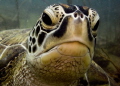 Hey Dude! Green Turtle. 