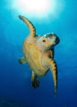 Hawksbill Turtle 