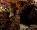 Puffer fish hiding in the reef 