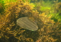 Ctenophora Beroe ovata - unrequested new inhabitant in Black Sea.It is a damaging visitor from the Aegean Sea. 