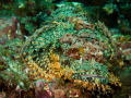 A very green colored Tasseled Scorpion Fish 
