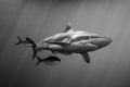 Silky Shark in a new "shark adventure" developed by Stuart Cove! 