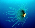 A Coralimorph found drifting along the substrate at 25m, only one i have ever seen drifting. 