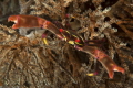Quadrella maculosa 