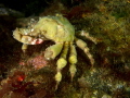 A reef crab having a bite to eat. Can anyone help with identification? 