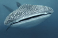 against the wall - encounter with the whaleshark 