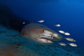 4 meter Tigershark passing by during a dive at Tiger Beach in the Bahama's 