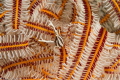 Squat lobster 