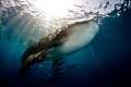 Whale Shark visits Pompano Beach Florida. Just an amazing day out on the water when a Whale Shark was spotted. The best part is he stayed and played with us. Shot with a Canon 7D with a Tokina 10-17 with a 4.33 Nauticam dome and housing. 