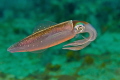Squid.  Nice details on tentacles.  Nikon 105. 