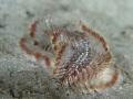 Fireworm 