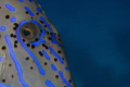 Close-up of Scrawled Filefish 