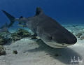 sniffing in the sand as Emma makes her way across the shallow waters of Tiger Beach - Bahamas 