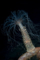 Alicia mirabilis, night dive 