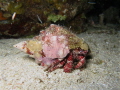 Hermit Crab on Night Dive, Canon S100, Waterproof Case, Camera flash. 