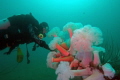 Diver looking at the metridians on the bow of the yukon wreck. San Diego wreck alley 
