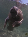 Crystal River young Manatee posing for photos. 