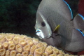 Intermediate Gray Angelfish swimming over Great Star Coral on the Big Coral Knoll off the beach in Fort Lauderdale. 