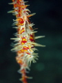 Female Ornate Ghostpipefish ventilating her eggs 