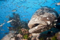 Brown Marbled Grouper poses for a second shot 